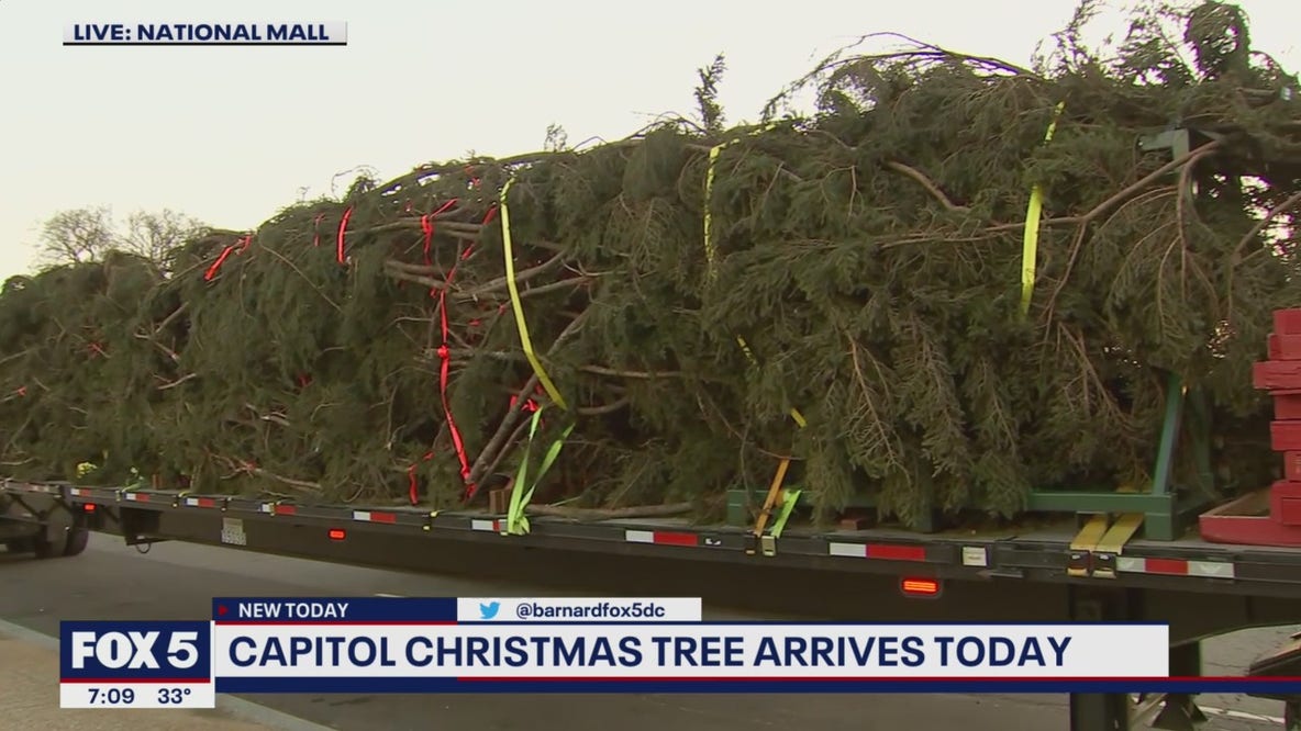US Capitol Christmas Tree arrival marks start of holiday season in DC